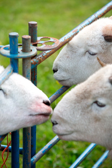 Burnbanks Farm Herdwick Sheep - Lakeland Photos - Art Prints Burnbanks Farm Herdwick Sheep