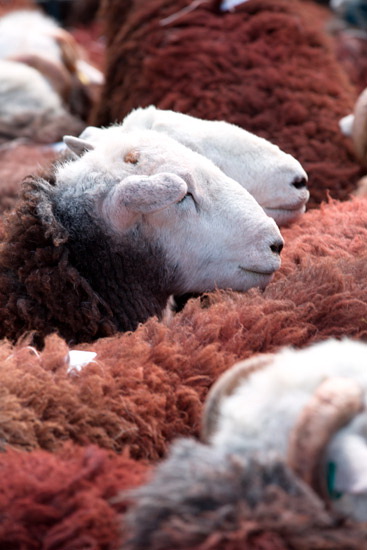 Levens Farm Lake district Sheep - Lakeland Photos - Art Prints Levens Farm Lake district Sheep
