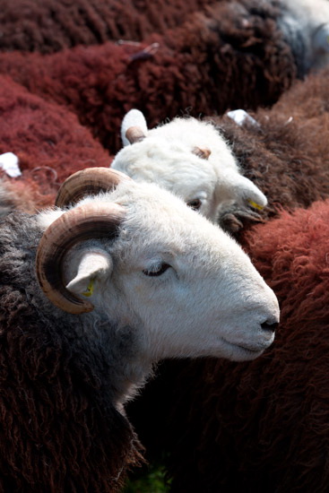 Dove Crag Herdwick Sheep - Lakeland Photos - Art Prints Dove Crag Herdwick Sheep
