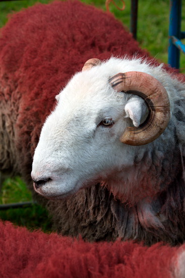 Gosforth Field Herdwick - Lakeland Photos - Art Prints Gosforth Field Herdwick