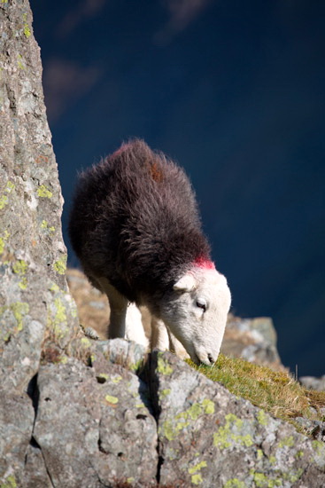 Waterhead Farm Lake district Sheep - Lakeland Photos - Art Prints Waterhead Farm Lake district Sheep