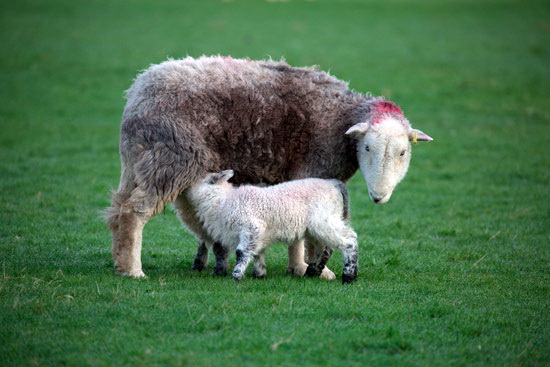Near Sawrey Herdwick - Lakeland Photos - Art Prints Near Sawrey Herdwick