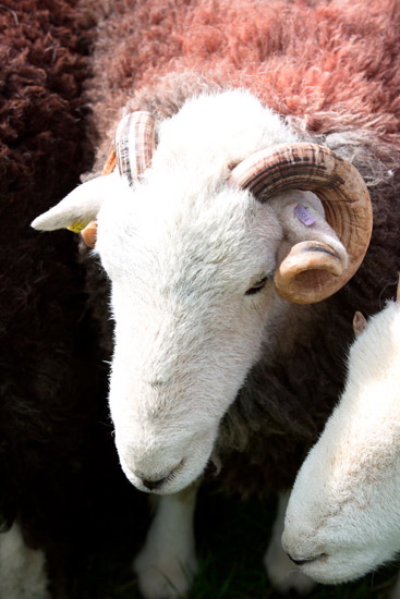 Cumwhitton Valley Herdwick Sheep - Lakeland Photos - Art Prints Cumwhitton Valley Herdwick Sheep