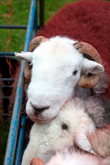 Lindale Field Lake district Sheep - Lakeland Photos - Art Prints Lindale Field Lake district Sheep