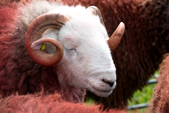 High Hartsop Dodd Valley Herdwick Sheep - Lakeland Photos - Art Prints High Hartsop Dodd Valley Herdwick Sheep