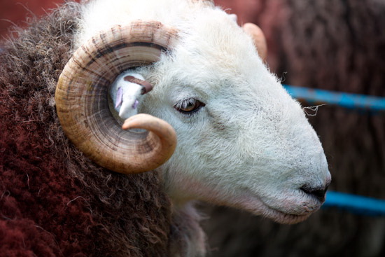 Dalston Field Lake district Sheep - Lakeland Photos - Art Prints Dalston Field Lake district Sheep