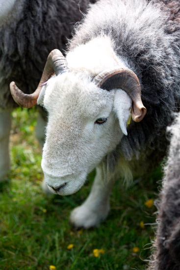 Meal Bank Valley Lake district Sheep - Lakeland Photos - Art Prints Meal Bank Valley Lake district Sheep