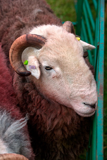 Irton with Santon Farm Lake district Sheep - Lakeland Photos - Art Prints Irton with Santon Farm Lake district Sheep