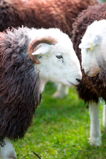 Ravenstonedale Field Herdwick Sheep - Lakeland Photos - Art Prints Ravenstonedale Field Herdwick Sheep