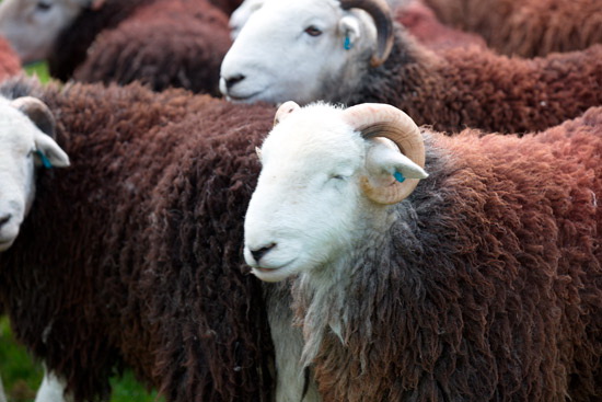 Heversham Lake district Sheep - Lakeland Photos - Art Prints Heversham Lake district Sheep