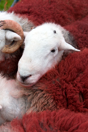 Calder Bridge Lakeland Sheep - Lakeland Photos - Art Prints Calder Bridge Lakeland Sheep