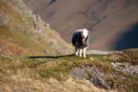 Near Sawrey Valley Lakeland Sheep - Lakeland Photos - Art Prints Near Sawrey Valley Lakeland Sheep