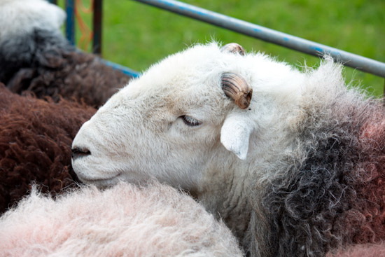 Broom Fell Herdwick - Lakeland Photos - Art Prints Broom Fell Herdwick