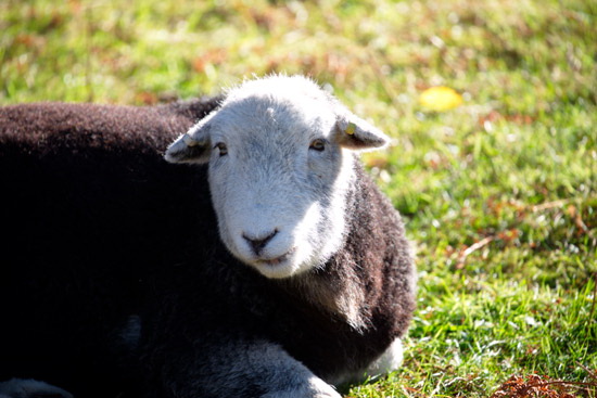 Helvellyn Farm Herdwick - Lakeland Photos - Art Prints Helvellyn Farm Herdwick