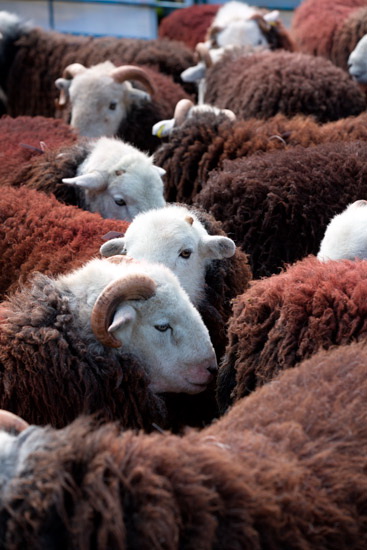 Fellbarrow Herdwick Sheep - Lakeland Photos - Art Prints Fellbarrow Herdwick Sheep