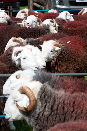 Lindale Herdwick Sheep - Lakeland Photos - Art Prints Lindale Herdwick Sheep