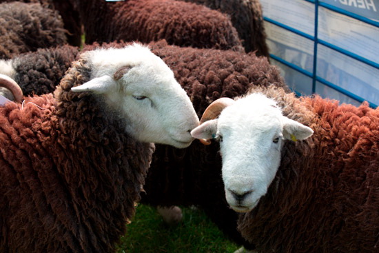 Eskdale Green Valley Herdwick Sheep - Lakeland Photos - Art Prints Eskdale Green Valley Herdwick Sheep