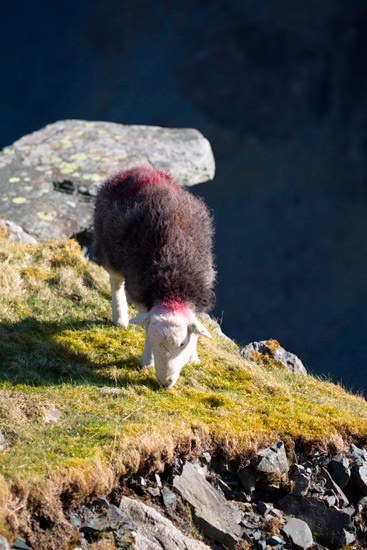 Ayside Valley Herdwick - Lakeland Photos - Art Prints Ayside Valley Herdwick