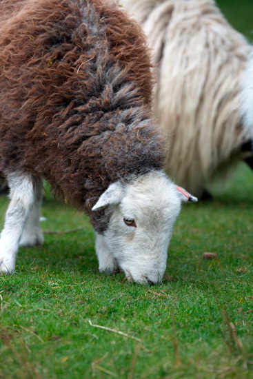 Ravenstonedale Farm Lake district Sheep - Lakeland Photos - Art Prints Ravenstonedale Farm Lake district Sheep