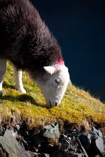 Croglin Herdwick Sheep - Lakeland Photos - Art Prints Croglin Herdwick Sheep