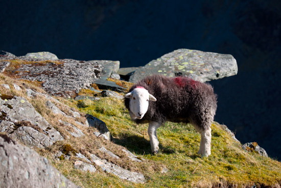 Glenridding Dodd Farm Herdwick - Lakeland Photos - Art Prints Glenridding Dodd Farm Herdwick