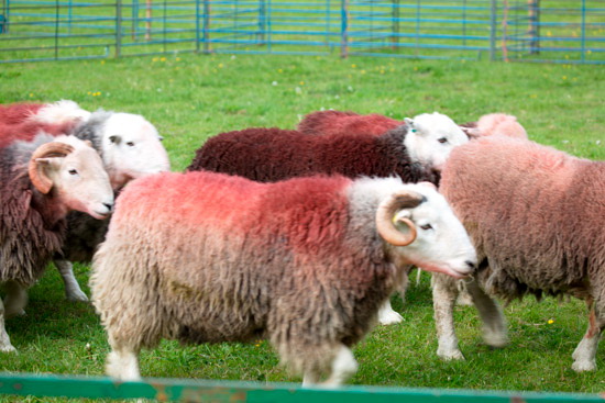 Great Rigg Herdwick - Lakeland Photos - Art Prints Great Rigg Herdwick