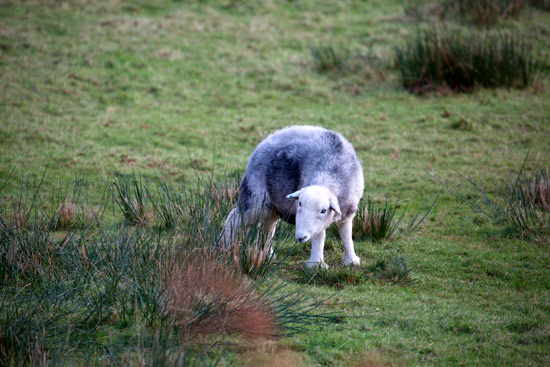 Kirkoswald Valley Lake district Sheep - Lakeland Photos - Art Prints Kirkoswald Valley Lake district Sheep