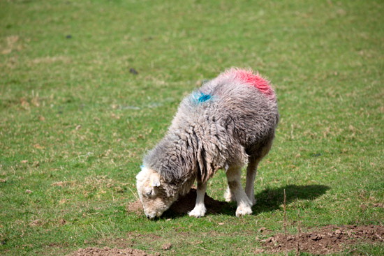 Maulds Meaburn Field Lakeland Sheep - Lakeland Photos - Art Prints Maulds Meaburn Field Lakeland Sheep