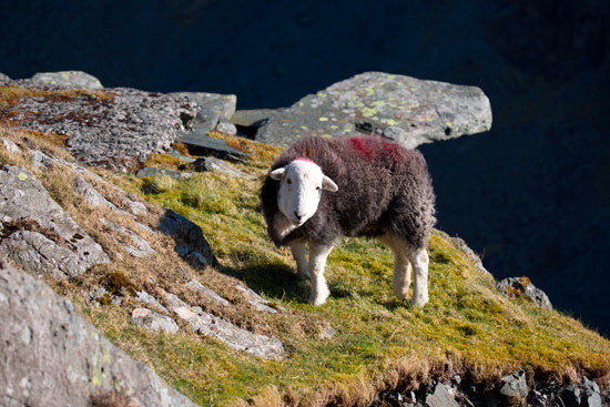 Crook Valley Lake district Sheep - Lakeland Photos - Art Prints Crook Valley Lake district Sheep