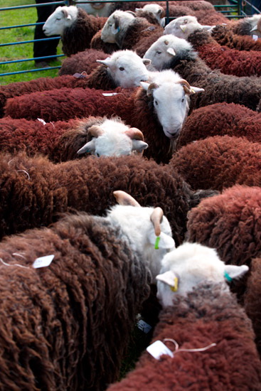 Dodd Field Herdwick - Lakeland Photos - Art Prints Dodd Field Herdwick