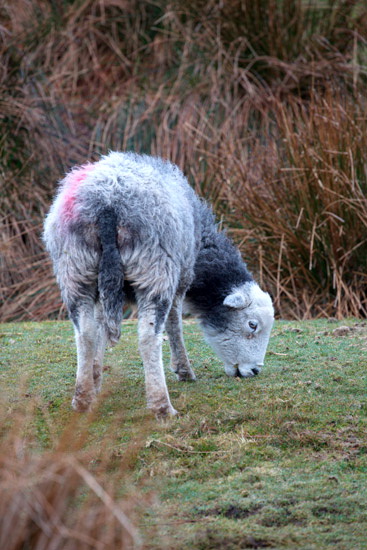 Finsthwaite Herdwick - Lakeland Photos - Art Prints Finsthwaite Herdwick