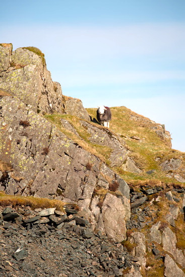 Great Rigg Field Herdwick Sheep - Lakeland Photos - Art Prints Great Rigg Field Herdwick Sheep