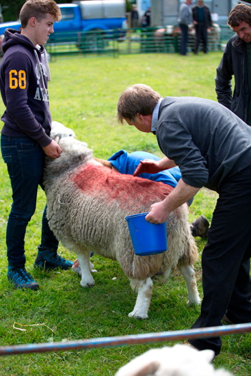 Raven Crag Farm Lakeland Sheep - Lakeland Photos - Art Prints Raven Crag Farm Lakeland Sheep
