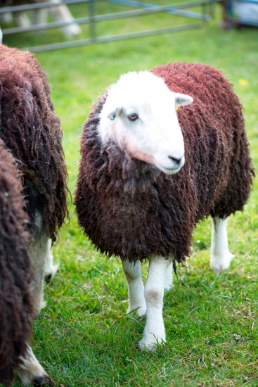 Crosby-on-Eden Valley Lake district Sheep - Lakeland Photos - Art Prints Crosby-on-Eden Valley Lake district Sheep