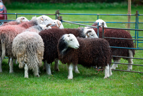 High Hartsop Dodd Valley Herdwick Sheep - Lakeland Photos - Art Prints High Hartsop Dodd Valley Herdwick Sheep