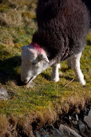Rowrah Farm Lake district Sheep - Lakeland Photos - Art Prints Rowrah Farm Lake district Sheep