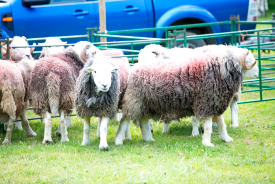 Bolton Lakeland Sheep - Lakeland Photos - Art Prints Bolton Lakeland Sheep