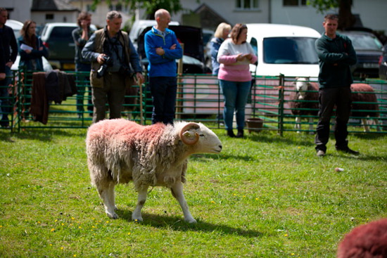 Lindal in Furness Field Lake district Sheep - Lakeland Photos - Art Prints Lindal in Furness Field Lake district Sheep