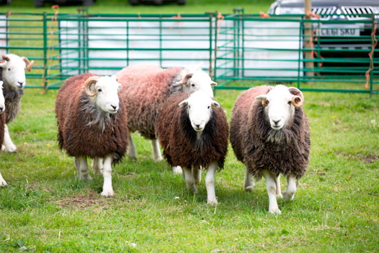 Glenridding Dodd Lakeland Sheep - Lakeland Photos - Art Prints Glenridding Dodd Lakeland Sheep
