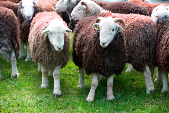 Routenbeck Field Herdwick - Lakeland Photos - Art Prints Routenbeck Field Herdwick