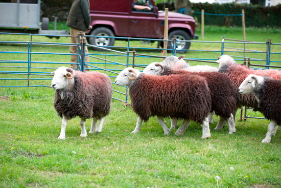 Helvellyn Field Herdwick - Lakeland Photos - Art Prints Helvellyn Field Herdwick