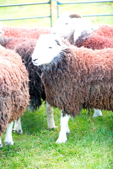 Irton with Santon Herdwick - Lakeland Photos - Art Prints Irton with Santon Herdwick