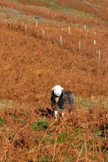 Great Musgrave Farm Lakeland Sheep - Lakeland Photos - Art Prints Great Musgrave Farm Lakeland Sheep