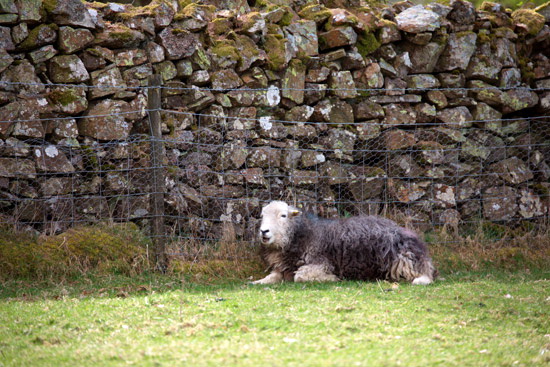 Calder Bridge Herdwick - Lakeland Photos - Art Prints Calder Bridge Herdwick
