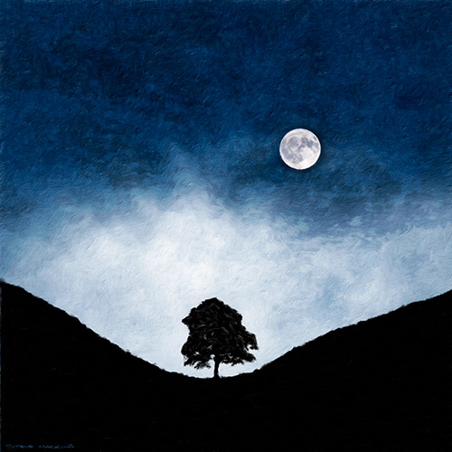 Sycamore Gap at Midnight - Northumberland - Flowers & Trees Art - Art Prints Sycamore Gap at Midnight - Northumberland