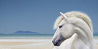 Isle of Harris, Luskentyre, Beach, Shore, Sand, White, Pony, Hebrides, Turquoise, Scotland