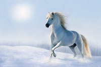 White Horse, Pony, Winter, Snow, Artwork, Wall Art, Art Print