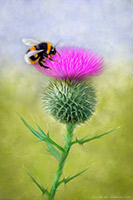 Bee on a Thistle, Bee, Thistle, Nature, Scotland, Art Print