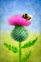 Bee on a Thistle, Bee, Thistle, Nature, Scotland, Art Print