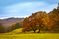 Elterwater, Autumn, Trees, The Lake District, Canvas, Photopaper, Art, Aluminium, Acrylic, Photopaper, Prints 